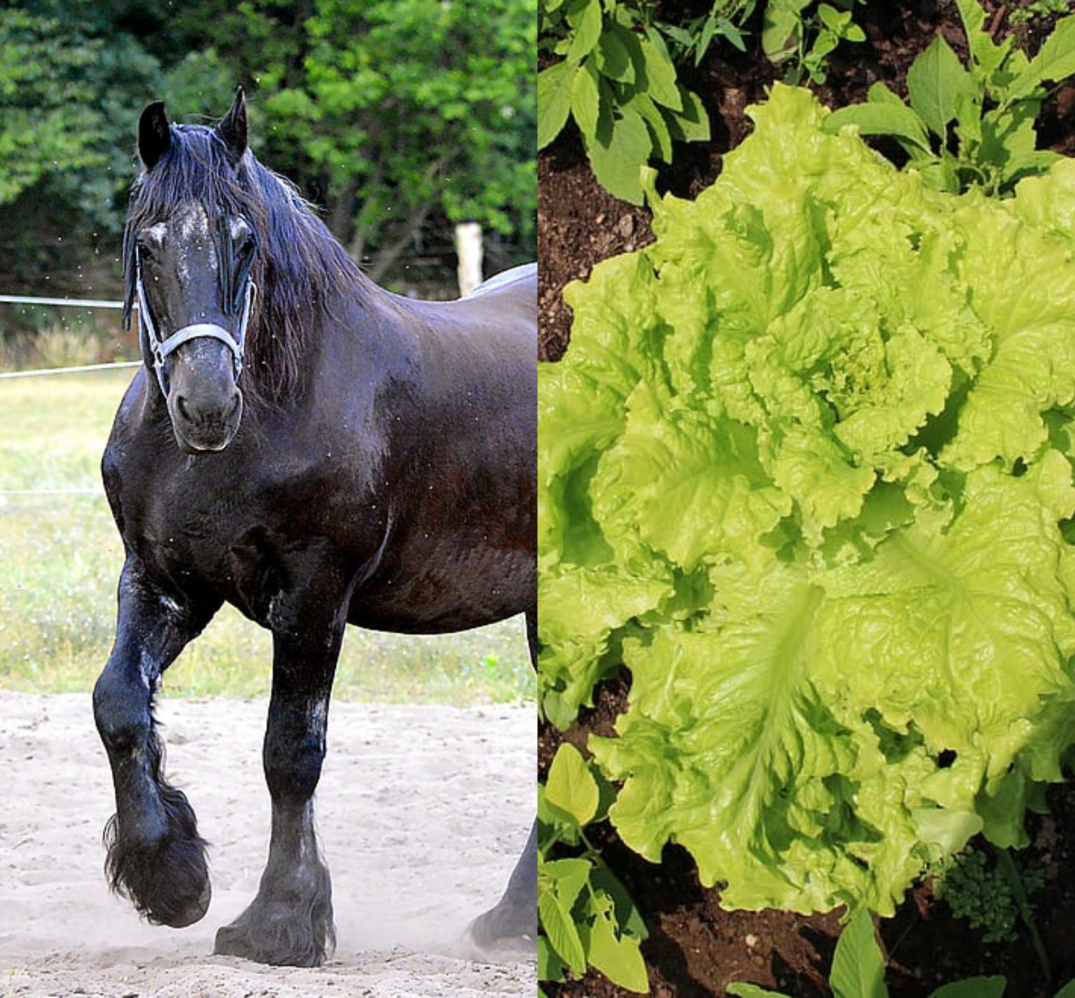 Can Horses Eat Lettuce? Just for my Horse