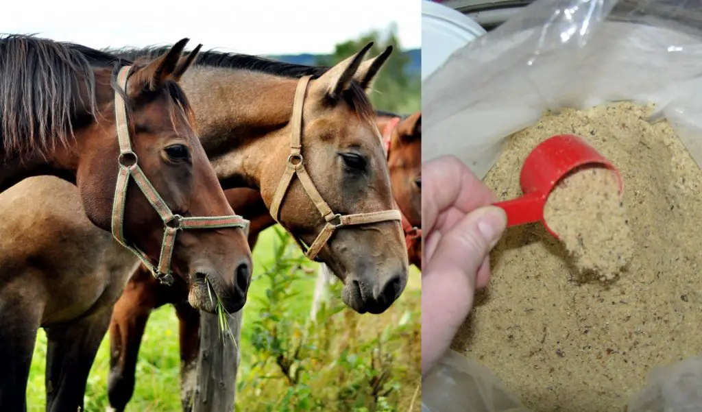 The Best Weight Gain Supplements for Horses Reviews & Guides Just