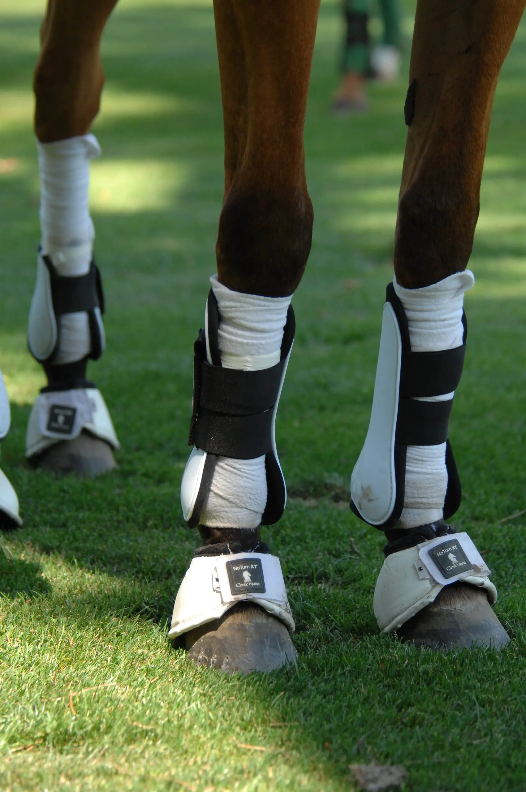 The Best Horse Boots & Wraps - Just for my Horse