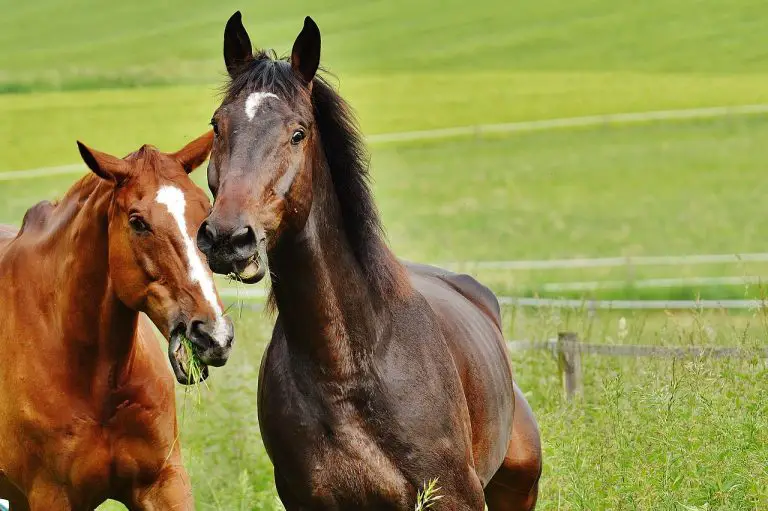 How Do Horses Mate? A Quick Guide into Horse Breeding – Just for my Horse