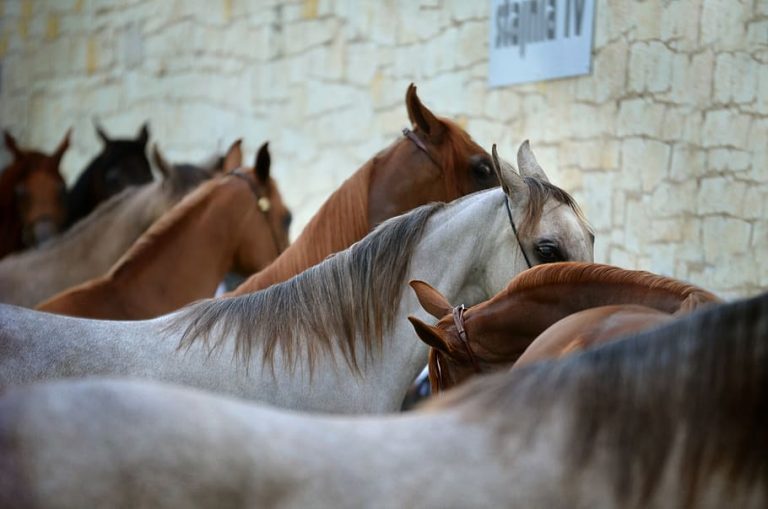 All About Breeding Horses