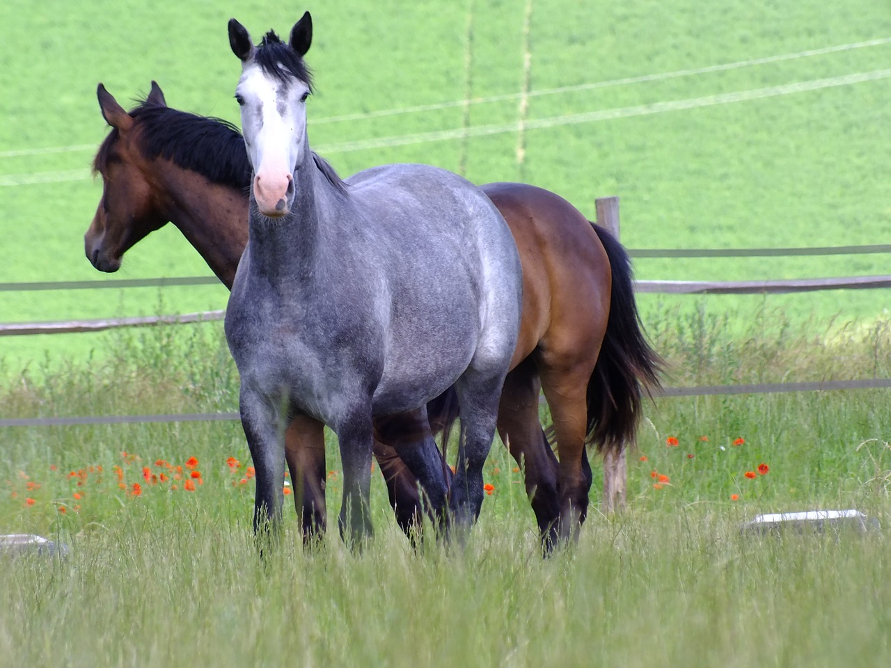 ALL ABOUT BREEDING HORSES – Just for my Horse