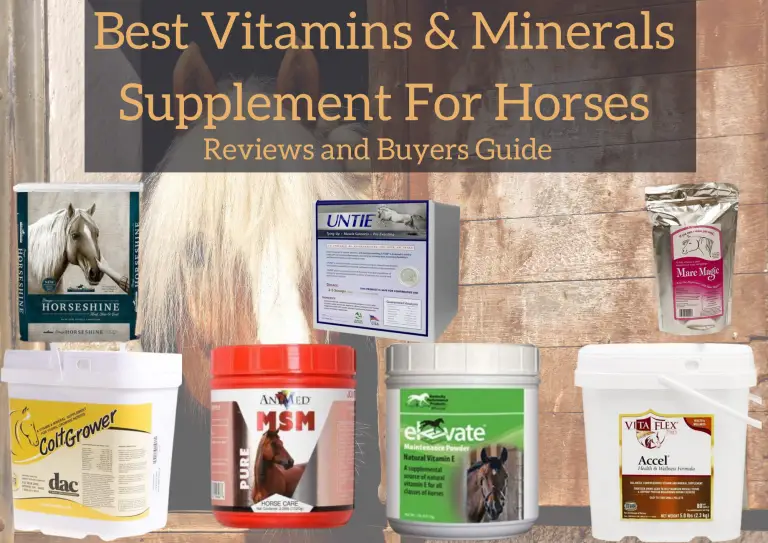 Best Vitamins & Minerals Supplement For Horses Reviews and Buyers