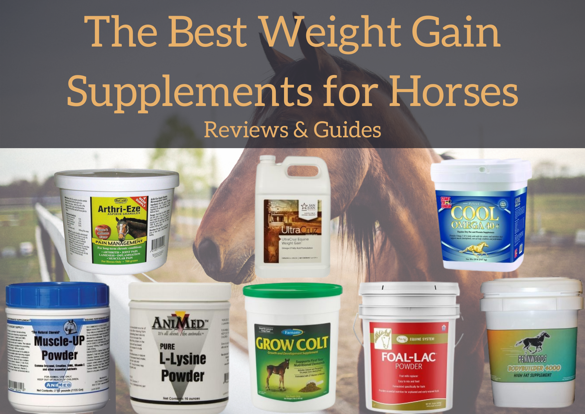 Best Weight Gain Supplements for Horses
