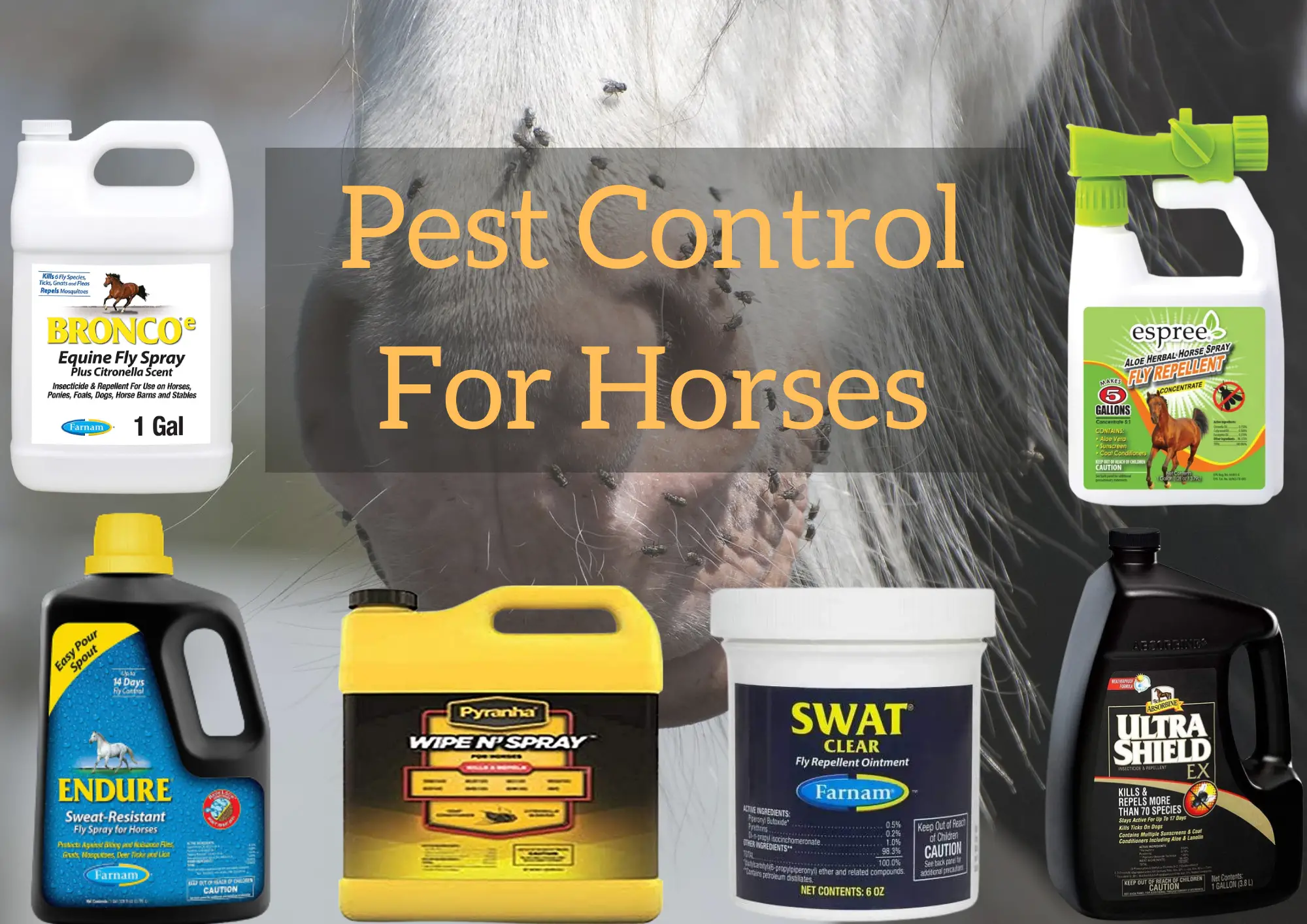 Pest Control For Horses