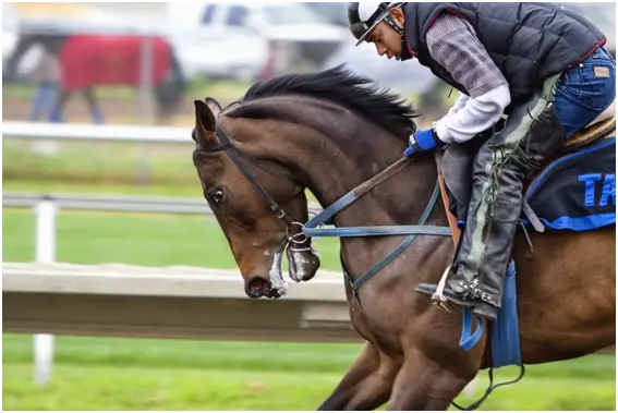 quarter-horse-vs-thoroughbred-similarities-and-differences-just-for