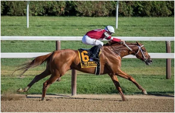 Quarter Horse vs Thoroughbred: Similarities and Differences – Just for