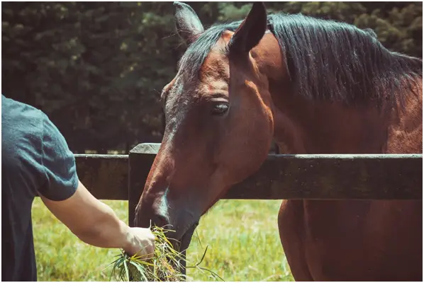 How to Improve Your Horse’s Coat and Skin