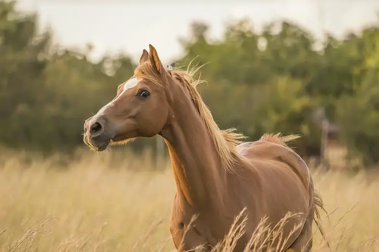 8-best-pain-reliever-products-for-horses-just-for-my-horse