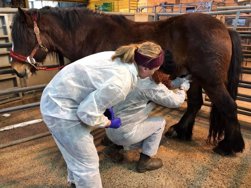 Castration in Horses The Problems that may Occur Just for my Horse