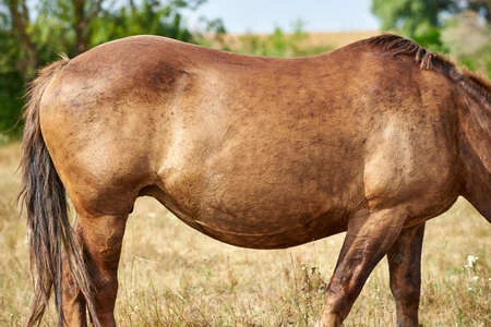 Understanding How Long Is A Horse Pregnant