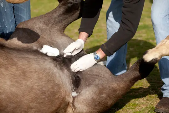 Castrating a Horse in the Field