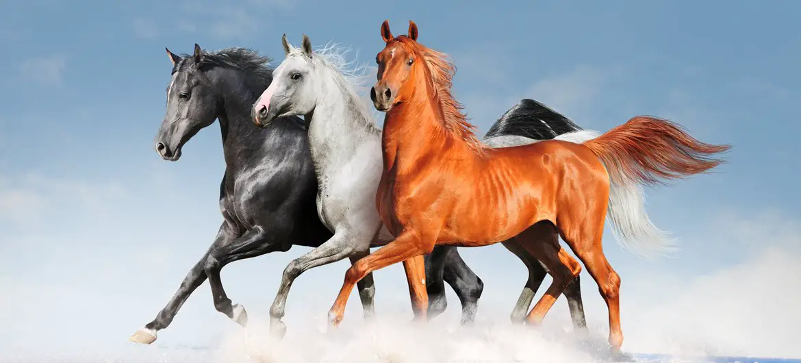 40 Interesting Facts About Horses