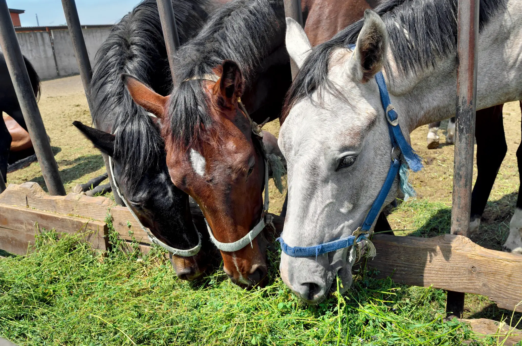 7 Rules For Feeding Your Horse