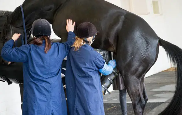 Artificial Insemination in Horses
