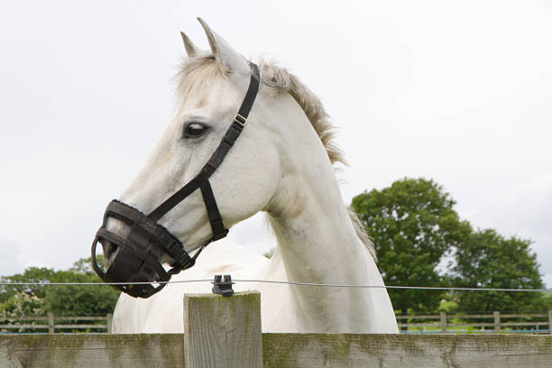 Alternative Treats for Metabolic Horses