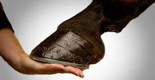 Are Horses’ Hooves Made Out Of…cartilage