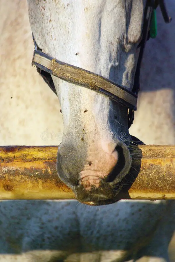 Horses Cribbing Collars