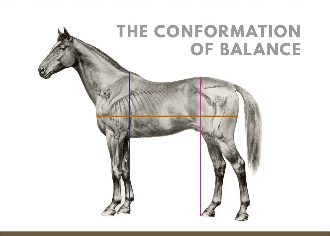 Decoding Horse Conformation