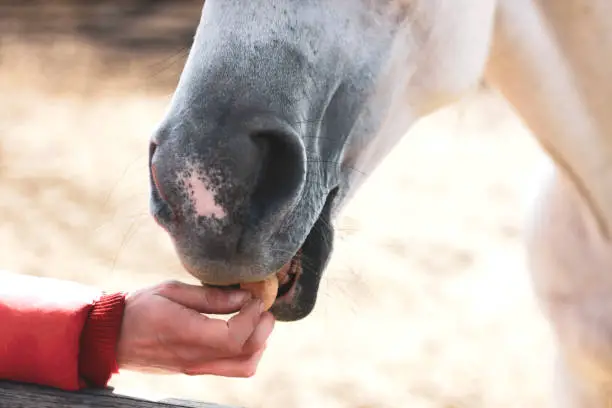 Feeding Treats to Horses