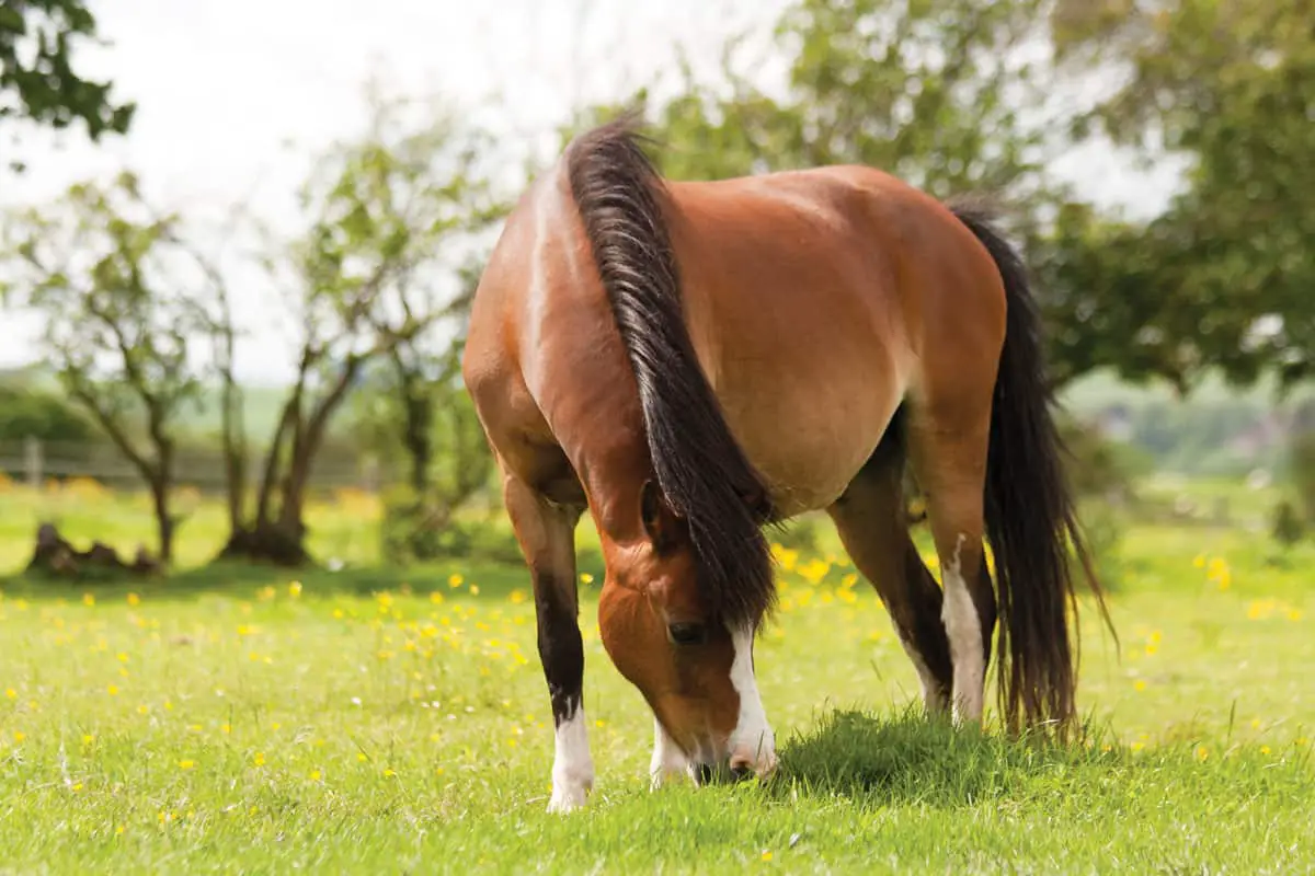 Fit Is The Best Color How To Manage Your Horse’s Weight