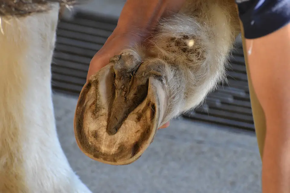 Hoof Abscesses