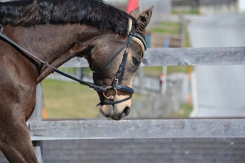 Horse Noseband