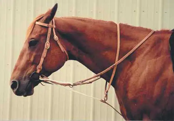 Horse Training With A German Martingale