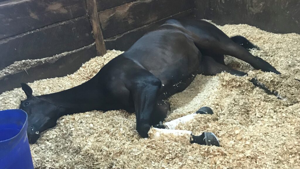 How Horses Sleep Power Naps