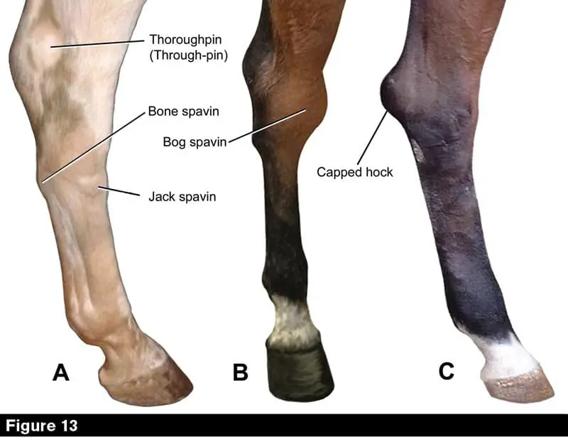 How To Treat Capped Hocks In Horses