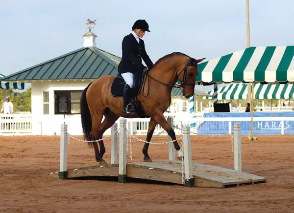 Introduction To Working Equitation