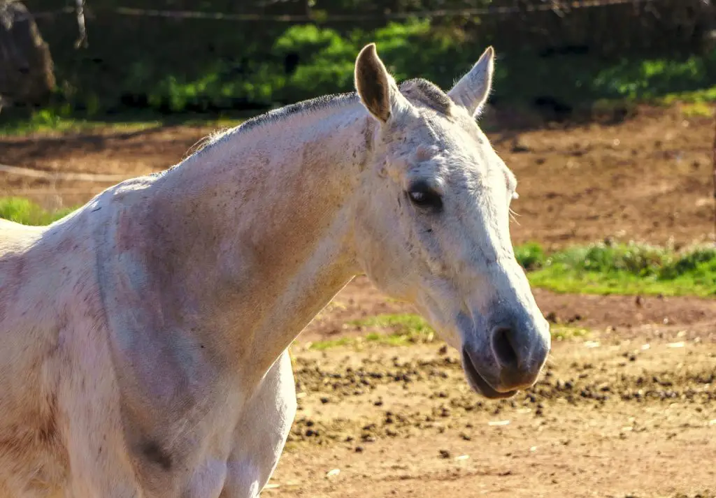 Mites on Horses