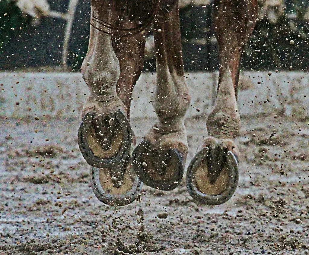 Mud Fever in Horses