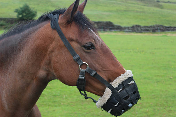 Grazing Muzzles for Horses