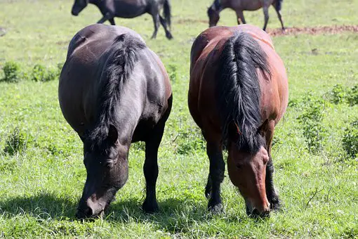 Overweight Horse