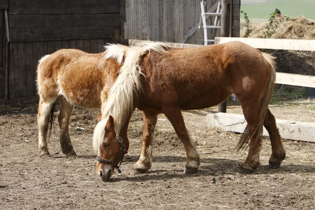 Cushing’s Disease