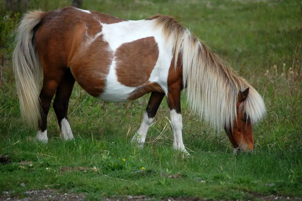 Horse Pregnant
