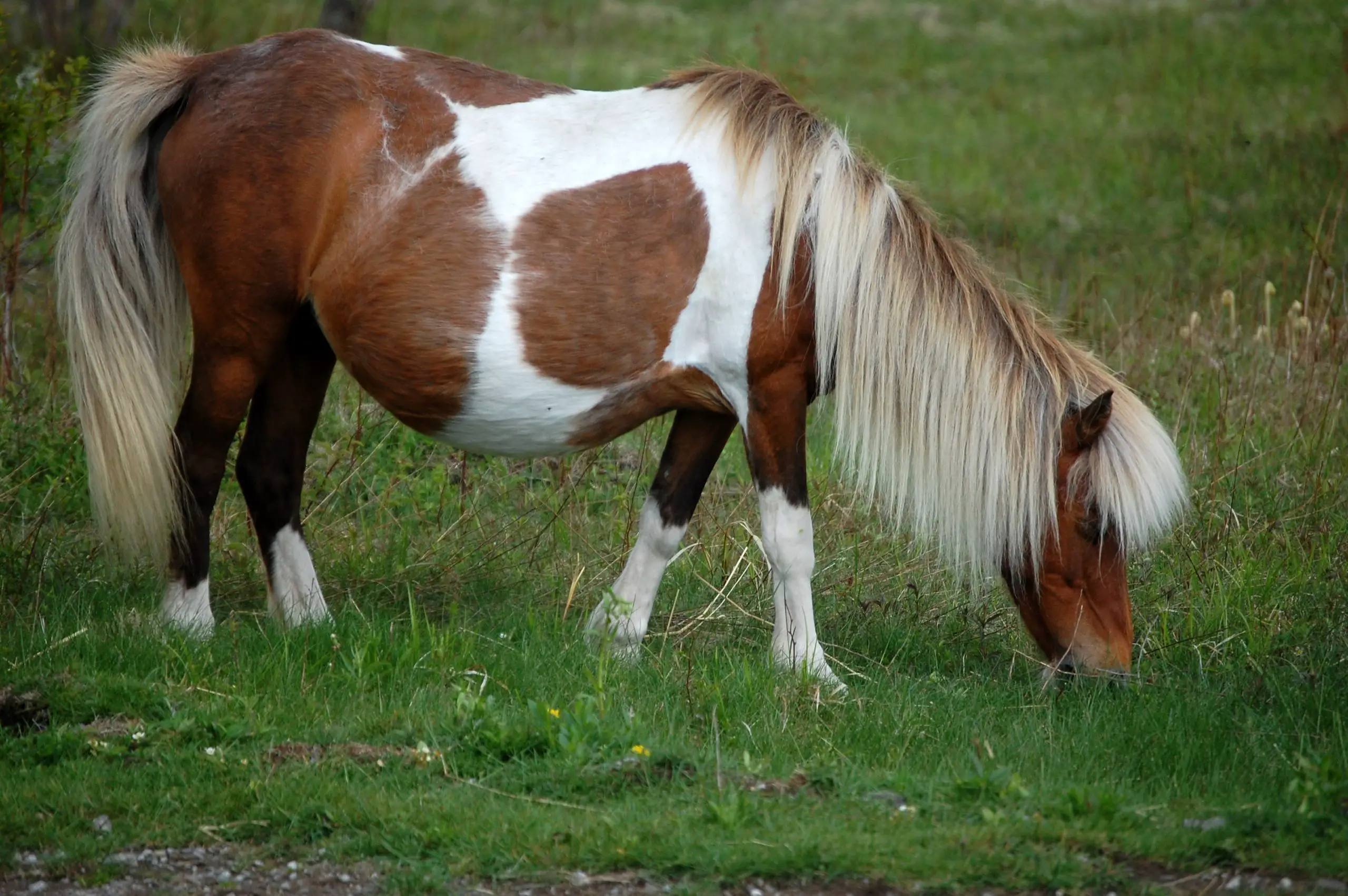 Horse Pregnant