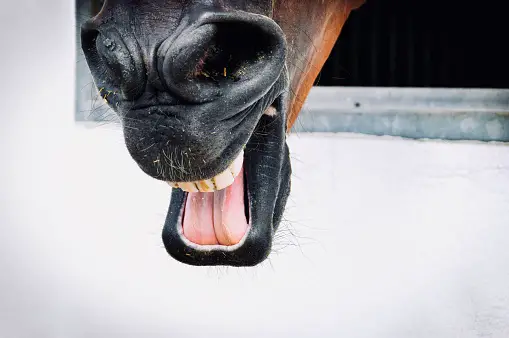 Stomatitis In Horses