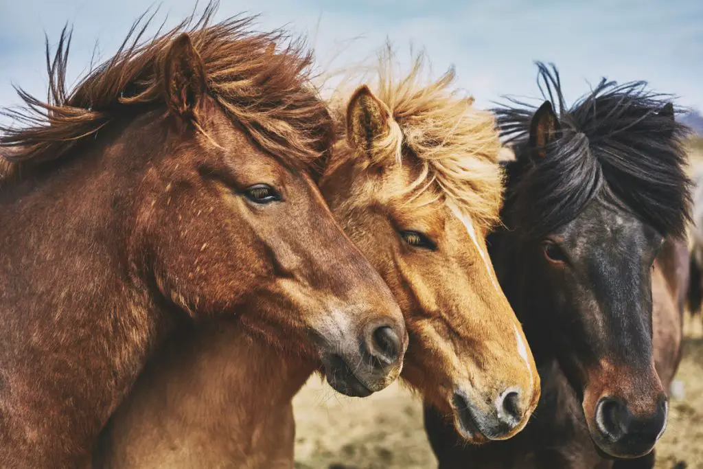 The Main Types Of Horse Personalities