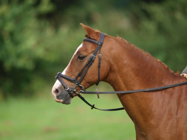 Using Draw Reins and Side Reins