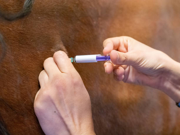 Vaccination Guidelines on Horses