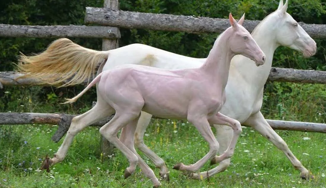 You’ve Heard Of Hairless Dogs These Are Hairless Horses