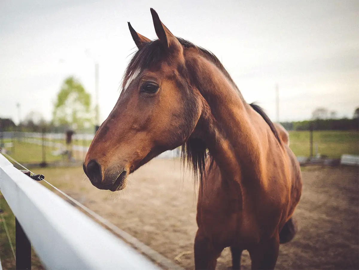 Your Horse’s Facial Expression Can Signal He’s In Pain