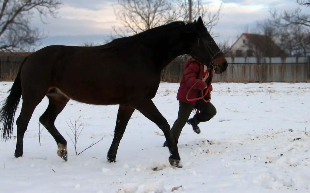 Horse Gassy During Exercise
