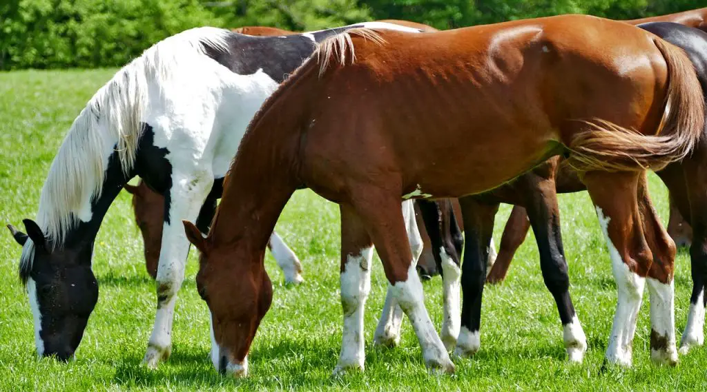 Add Fat for Weight Gain, Coat Condition in Horses