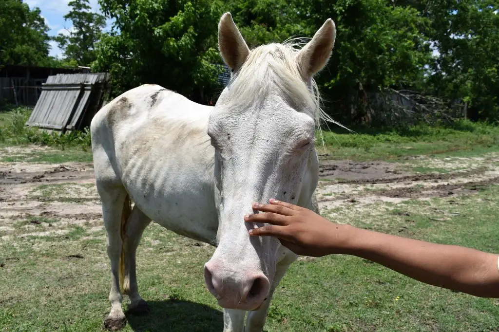 Tapeworms in Horses