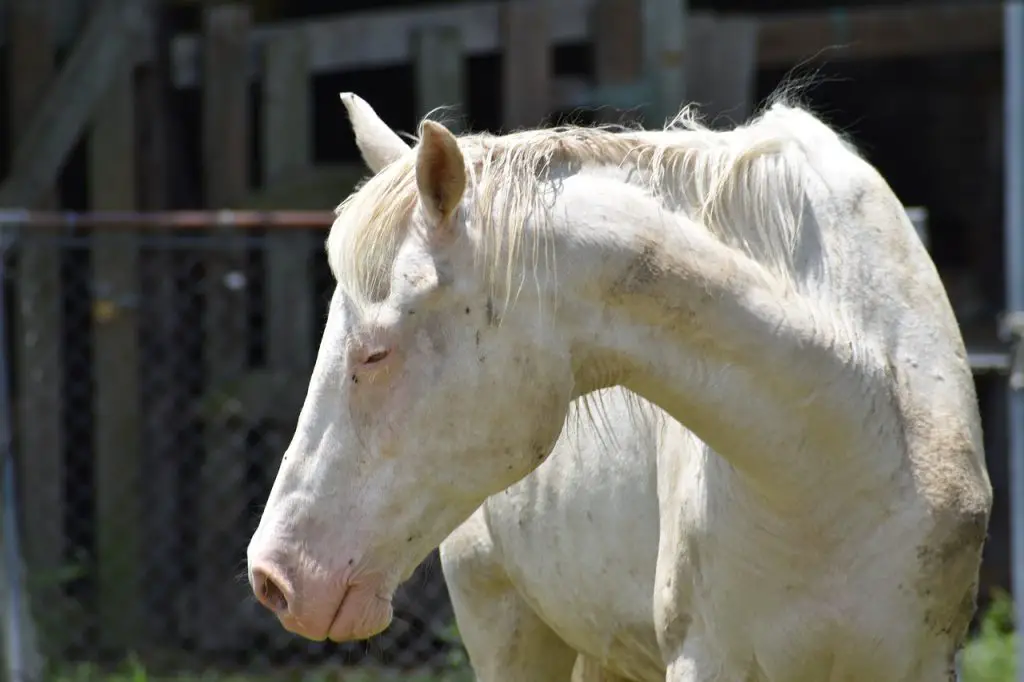 Cutaneous Lymphangitis in Horses