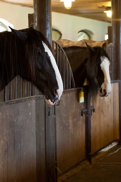 Rethinking How We Keep Horses in Stalls