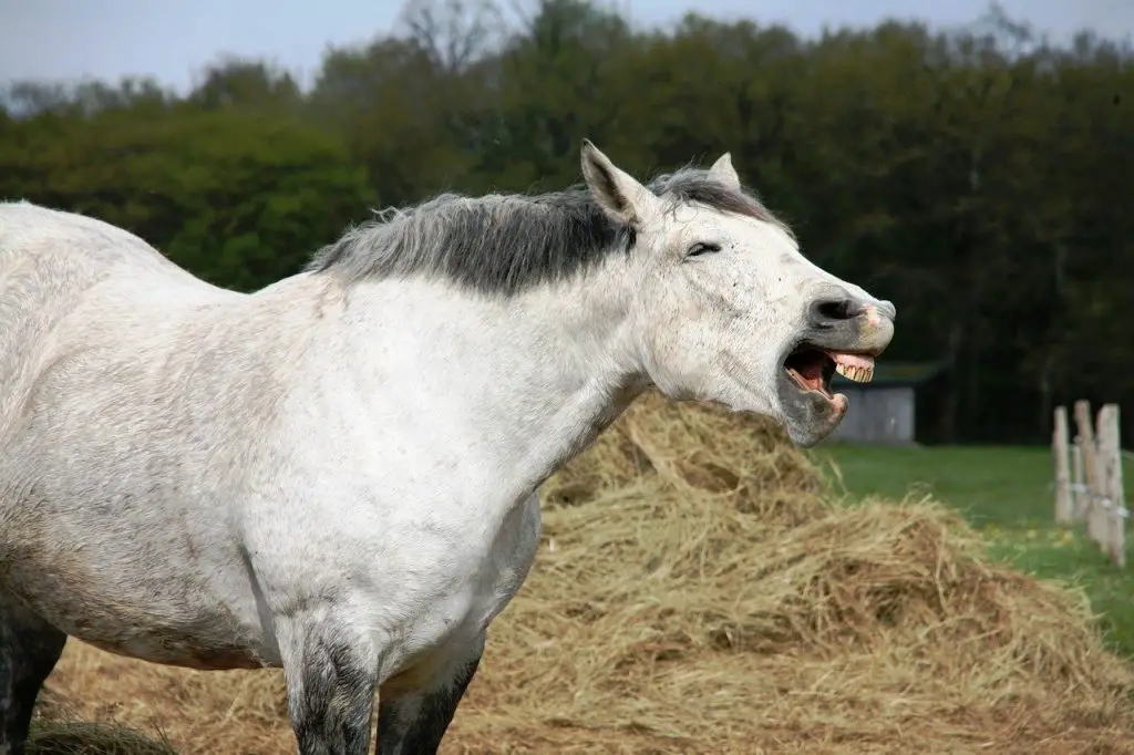 Interpreting Horse Sounds